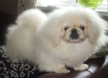 Pekingese - caracteristicile rasei - iepurii