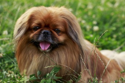 Pekingese - caracteristicile rasei - iepurii