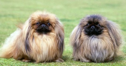 Pekingese - caracteristicile rasei - iepurii