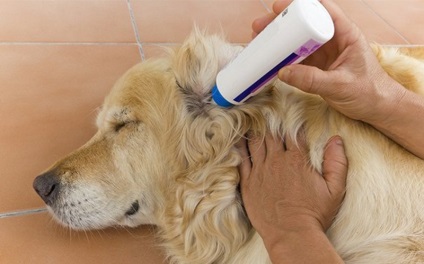 Pitirosporoză la caracteristicile câinilor și tratamentul bolilor fungice
