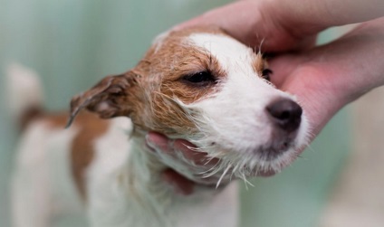 Pitirosporoză la caracteristicile câinilor și tratamentul bolilor fungice