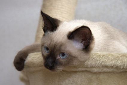 Óvoda thai macskák si-savat g () Kennel thai macskák si-savat g