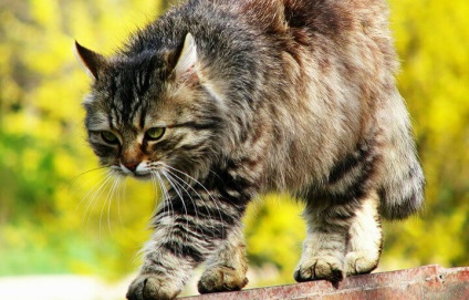 De ce pisicile se freacă de picioarele oamenilor, ce înseamnă asta