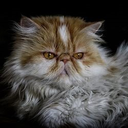 De ce o pisică persană este numită regina pisicilor - totul despre pisici și pisici cu dragoste
