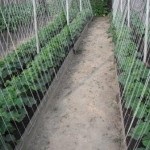 A talaj növekvő cukkini - növényi trükkök