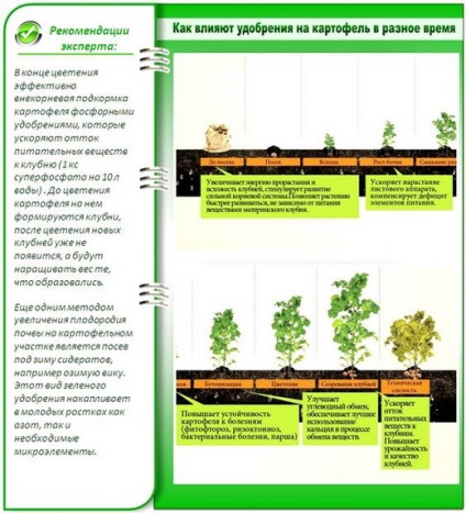 Coacerea superioară a cartofilor cu îngrășăminte - foliar, rădăcină și frunze