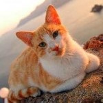Macska fajta ocicat fotók, ár, leírás, vélemény, képességgel, szeret úszni, vagy sem, amit a takarmány,