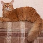 Rasă de pisici Ocicat fotografie, preț, descriere, recenzii, caracter, îi place să înoate sau nu, ce să hrănească,