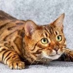 Rasă de pisici Ocicat fotografie, preț, descriere, recenzii, caracter, îi place să înoate sau nu, ce să hrănească,