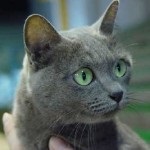 Rasă de pisici Ocicat fotografie, preț, descriere, recenzii, caracter, îi place să înoate sau nu, ce să hrănească,