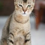 Rasă de pisici Ocicat fotografie, preț, descriere, recenzii, caracter, îi place să înoate sau nu, ce să hrănească,
