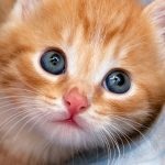 Rasă de pisici Ocicat fotografie, preț, descriere, recenzii, caracter, îi place să înoate sau nu, ce să hrănească,