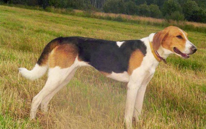 Rusă Hound rasă