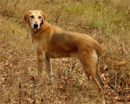 Rusă Hound rasă