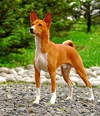 Basenji câini - apartament ca un habitat