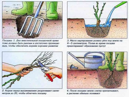 Plantarea trandafirilor în grădină în primăvara regulă fotografie, video