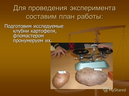 O prezentare pe tema studierii conținutului de amidon în soiurile de cartof cultivate în d