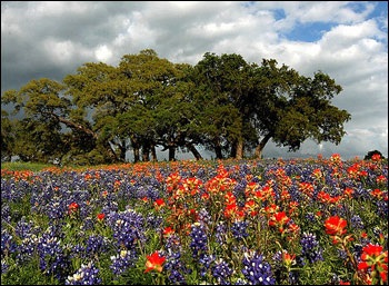 Nature Texas enciklopédia