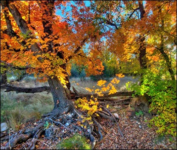 Nature Texas enciklopédia