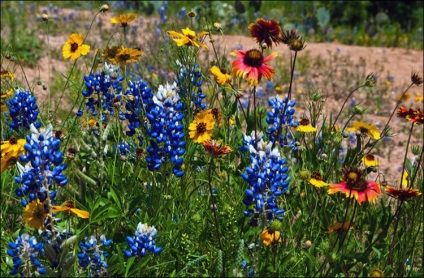 Natura Texas, enciclopedie Statele Unite