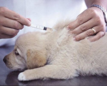 Vaccinarea pentru pui ca prevenție a bolilor infecțioase ale câinilor