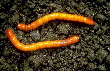 Wireworm în morcovi cum să scapi de un dăunător