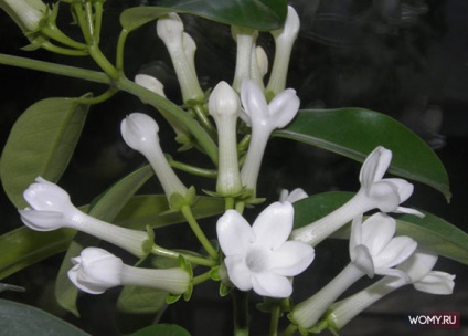 Cinci plante de casa cu o aroma puternica