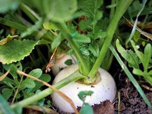 Plante de struguri - plantare și îngrijire în sol deschis, grătare foto, napi în creștere din semințe - curățare și