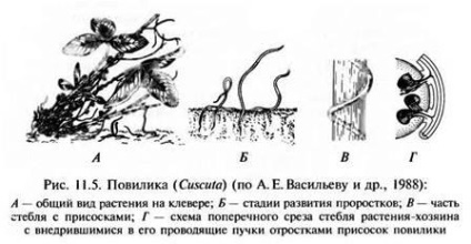 Plante-paraziți și semiparaziți