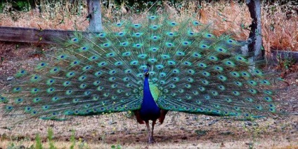 Peacock de îngrijire și de îngrijire specială