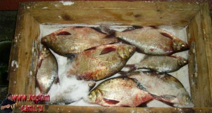 Rețetă pentru sărare pește la domiciliu, sărare pește pentru uscare, pește de pește, uscarea peștelui