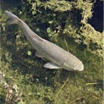 Pește lenok, descriere - blogul pescarului