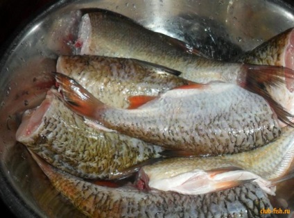 Pește conservatoare acasă - rețetă foto - pescuit - portal de informare și divertisment