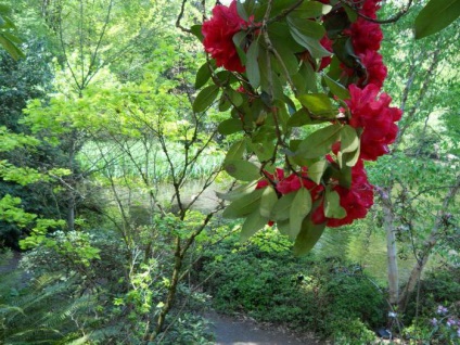 Fotografie alpină de trandafiri, plantare, îngrijire, reproducere