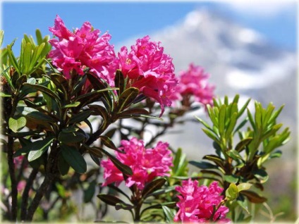 Fotografie alpină de trandafiri, plantare, îngrijire, reproducere