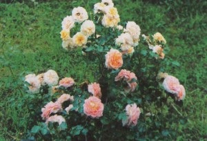 Trandafiri în designul grădinii
