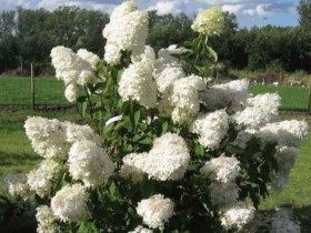 Hortensii de grădină - soiuri populare, reproducere, cultivare, îngrijire, fotografie și video