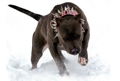 A legveszélyesebb kutyák - Pit Bull Terrier, Rottweiler és mások