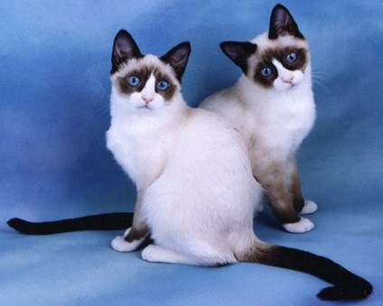 Cea mai rară rasă de pisici cu nume - spectacol de pisici