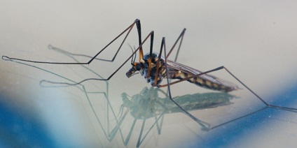 Cel mai mare țânțar din lume - fotografie și descriere