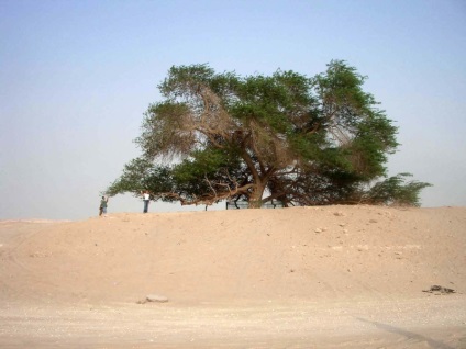Cel mai singur copac din lume este pomul vieții din Bahrain