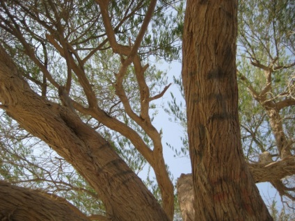 Cel mai singur copac din lume este pomul vieții din Bahrain