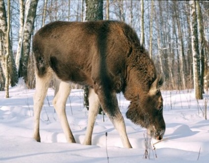 Secretele urmăririi moose