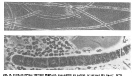 Familia de chlamydobacteria (chlamydobactenaseae)