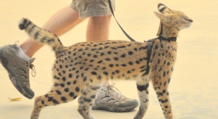 Serval este o pisică africană, care trăiește perfect într-un climat diferit