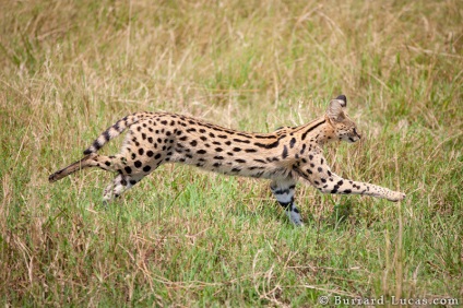 Serval este o pisică africană, care trăiește perfect într-un climat diferit