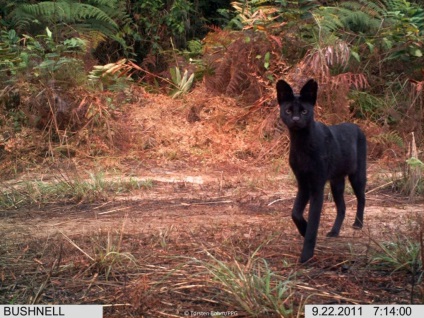 Serval este o pisică africană, care trăiește perfect într-un climat diferit