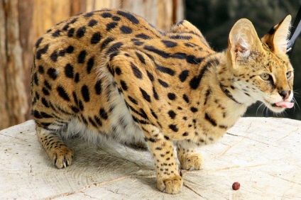 Serval este o pisică africană, care trăiește perfect într-un climat diferit