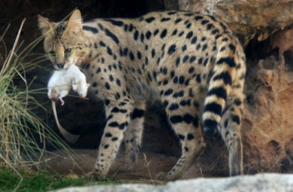 Serval este o pisică africană, care trăiește perfect într-un climat diferit