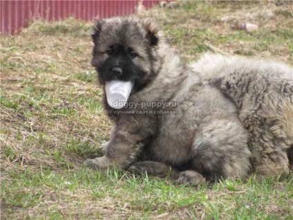 Catelusii descriere, poze si preturi - Sheepdog caucazian - Lumea animalelor
